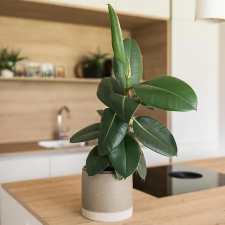 Nomad 27 * ボヴェツ